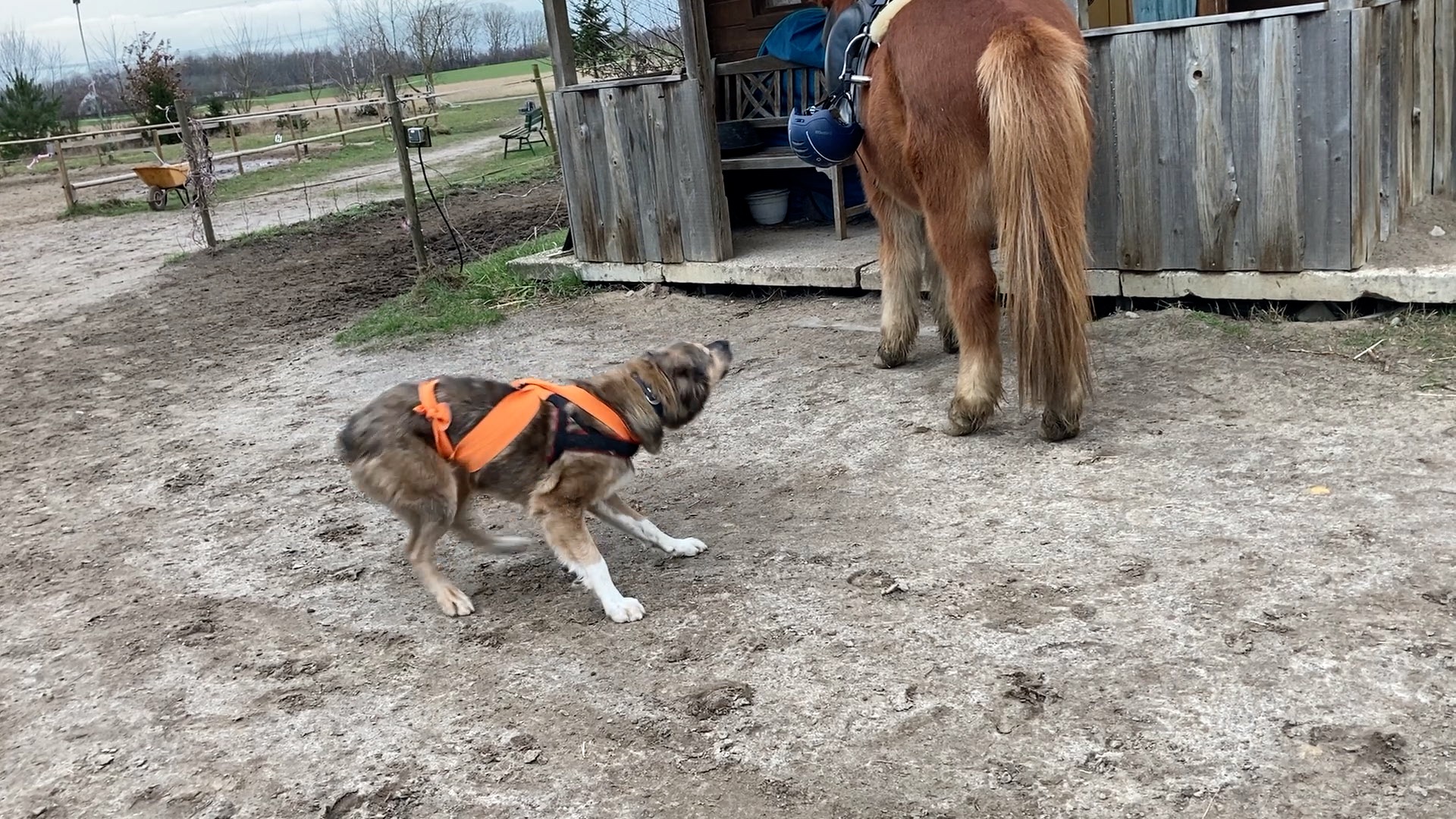 Verhaltenstierarzt Berlin Praxis für Tierverhalten