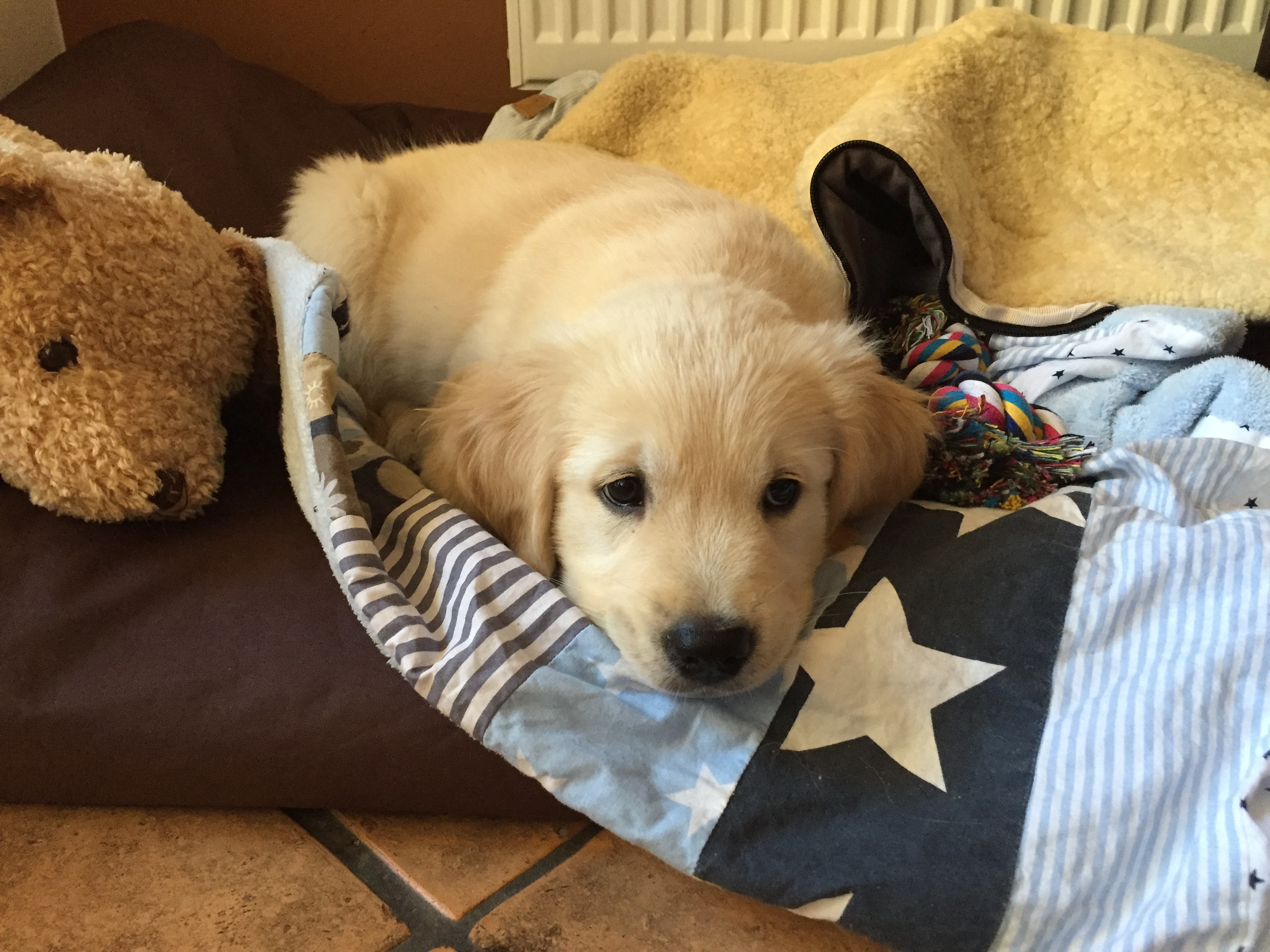 Welpenberatung Welpenerziehung Welpenernährung