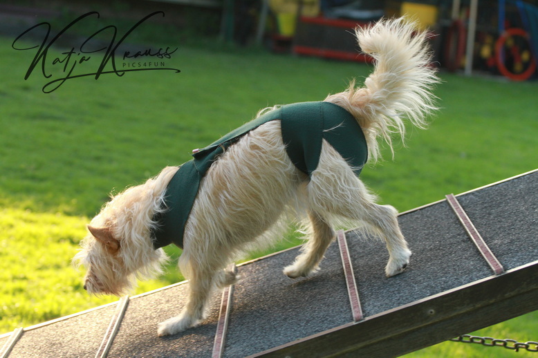 Tellington TTouch Berlin