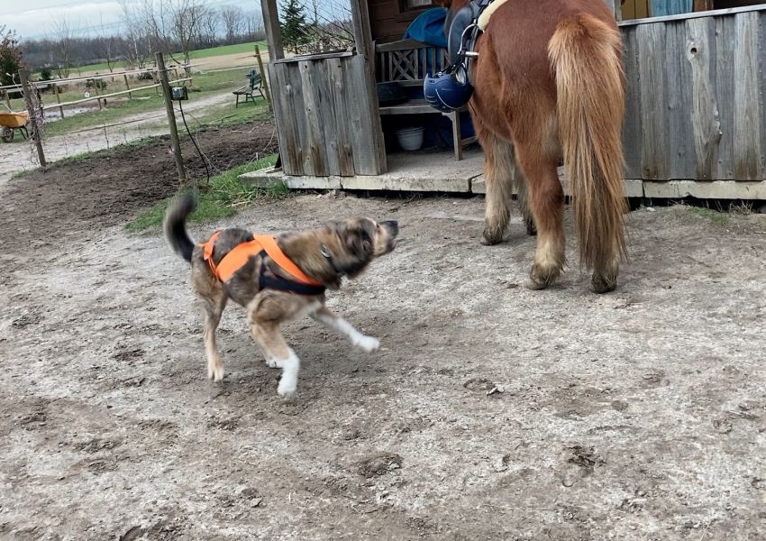 Verhaltenstherapie Hund Katze