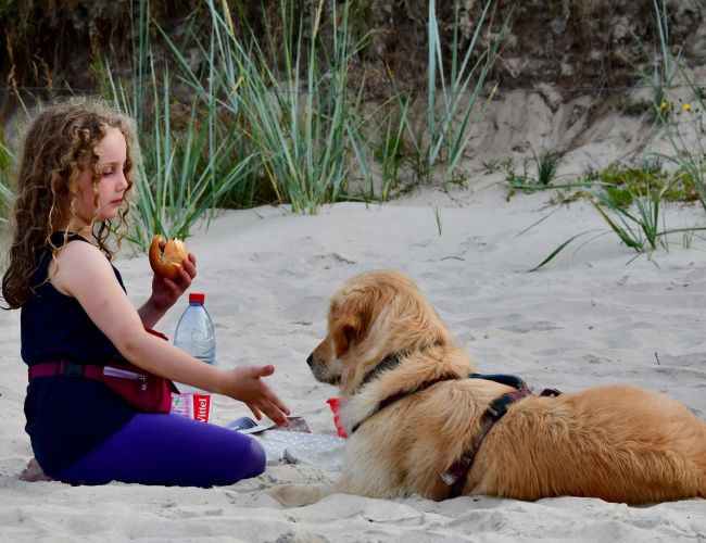 Tierarzt Berlin Verhalten Hund Verhalten Katze