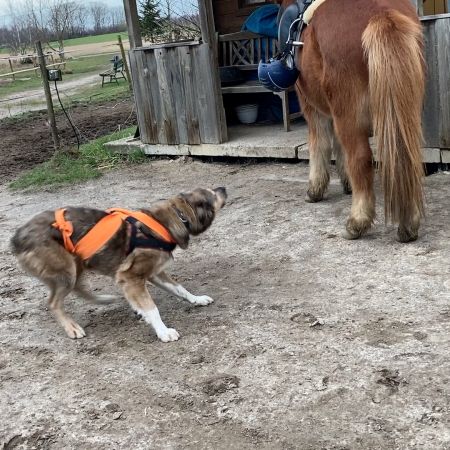 Training Verhaltensproblem ändern