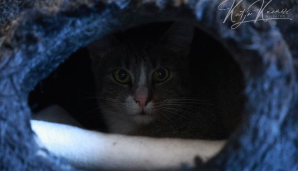 Verhaltensprobleme behandeln Tierarzt Berlin