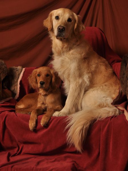 Mobile Praxis für Tierverhalten Berlin