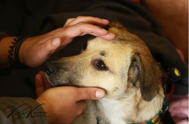 Tellington-Methode für Vertrauen