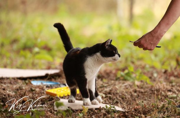 Tellington Lernparcours Untergründe