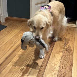 Alternativverhalten Hund trainieren