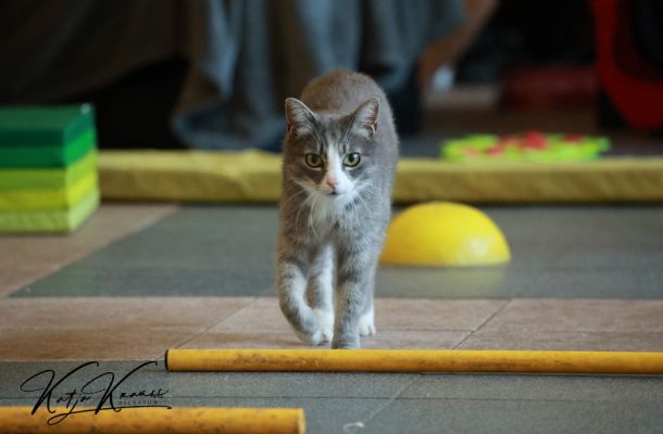 Katze Körperbewußtsein Tellington Lernparcours
