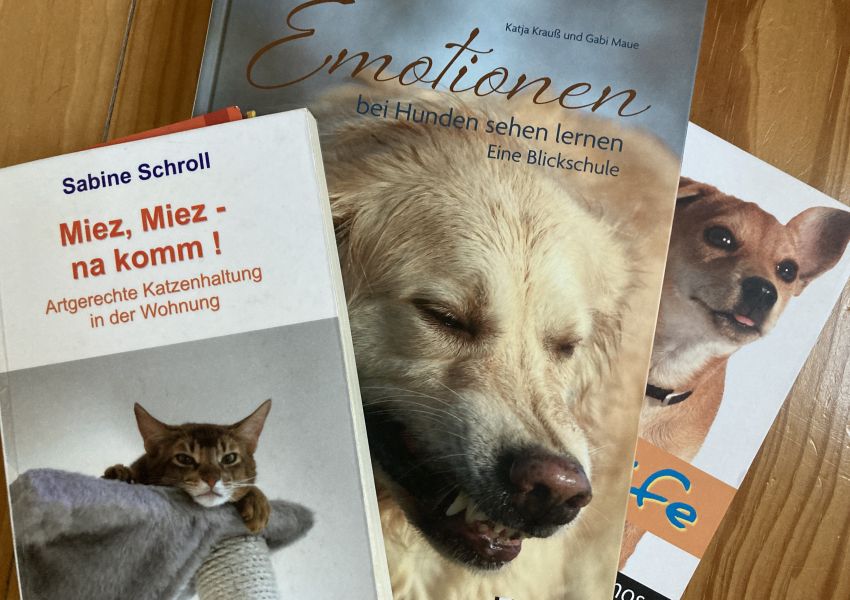 Anschaffungsberatung Katze Hund
