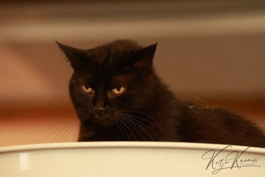 Unterstützung Demenz Katze