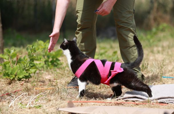 Tellington bei neurologischen Problemen