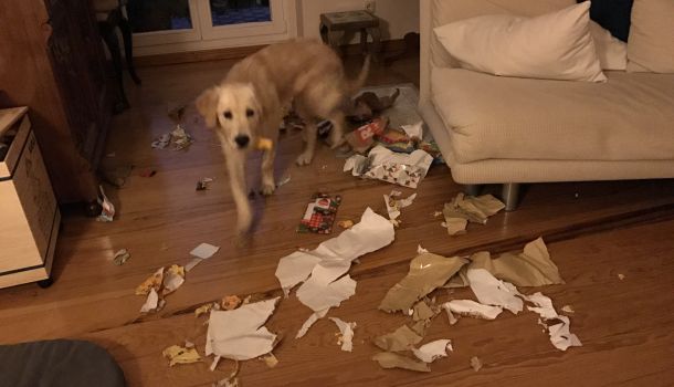 Unsauberkeit Katze behandeln