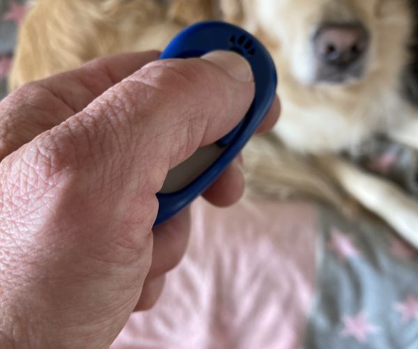 Positive Verstärkung für Verhaltensänderung