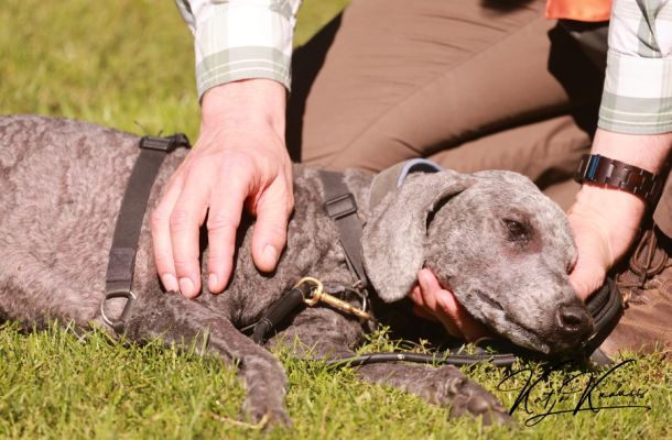 Vertrauen durch Tellington TTouch stärken