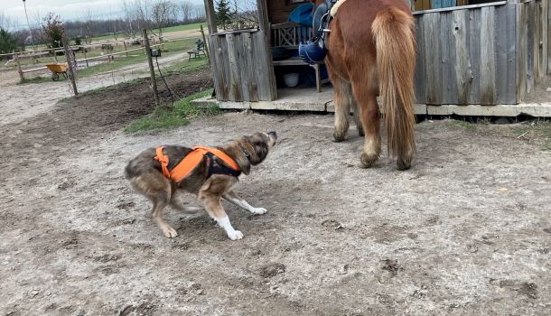 Aggression Hund Aggression Katze behandeln