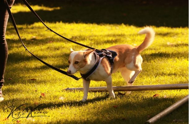Tellington Lernparcours Stern