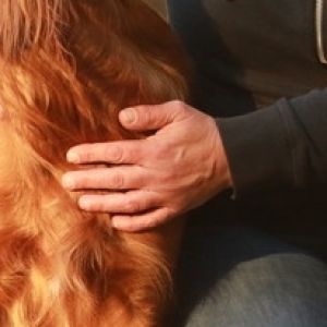 Tellington Körperband für Hunde