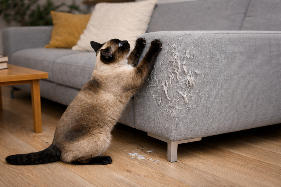 Kratzverhalten Katze behandeln Markierverhalten