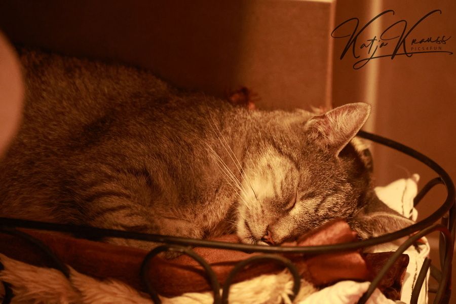 Verhaltenstherapie Katze Berlin