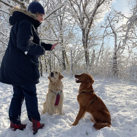 positiv bestärktes Training mit mehreren Tieren
