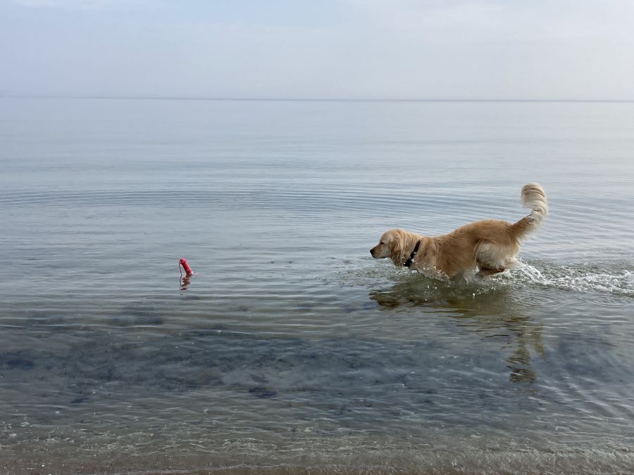 tierärztliches Verhaltenstraining Berlin Therapieplan