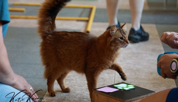 Verhaltenstherapie Angst Katze Angst Hund