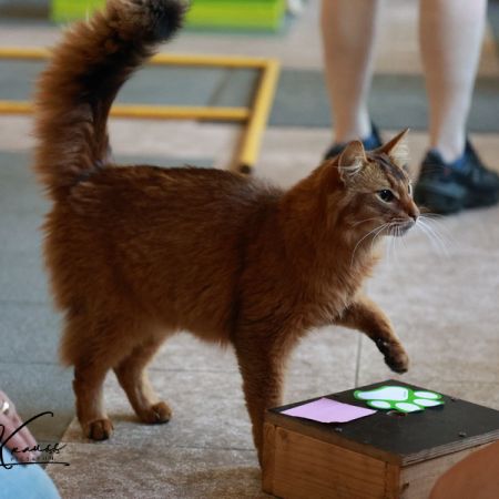 Clicker-Training Katze