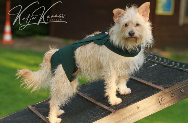 Tellington Körperband Propriozeption