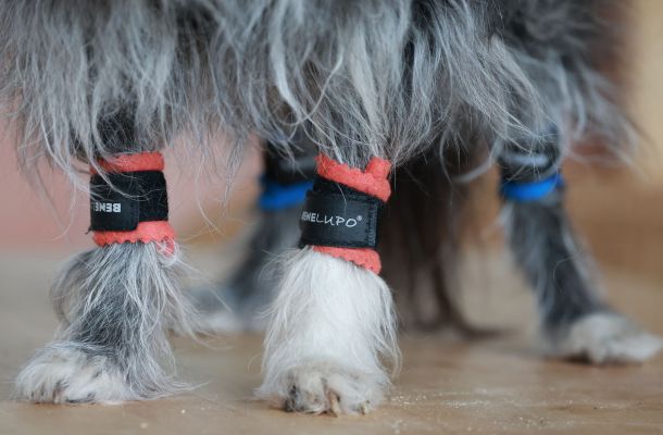 Tellington Beinbänder Balance