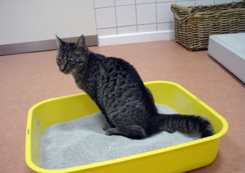 Unsauberkeit Katze Verhaltenstherapie