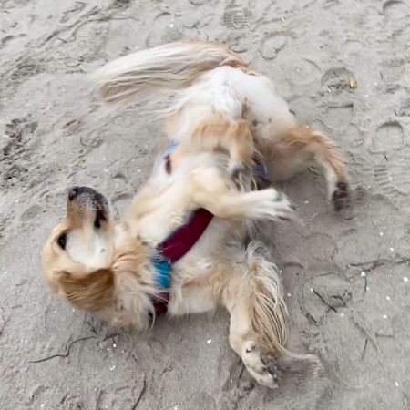 Tricktraining Hund