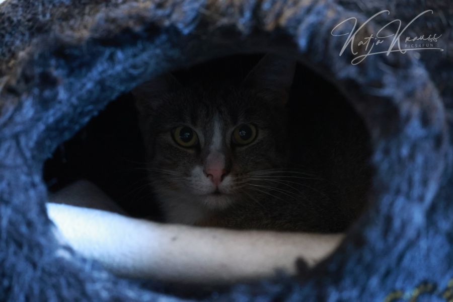 Therapie Angst Panikattacke Furcht Katze schreckhaft