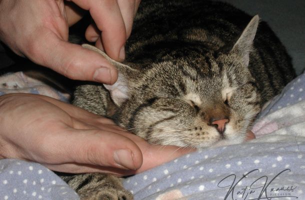 Tellington Ohren-TTouch Katze