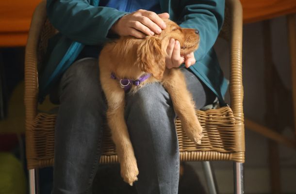 Tellington TTouch zur Entspannung