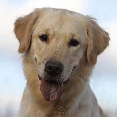 Körpersprache Hund verstehen