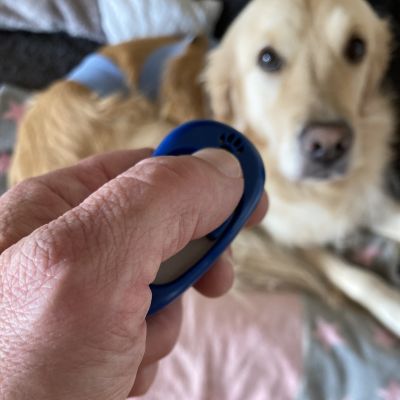 Clicker-Training Berlin