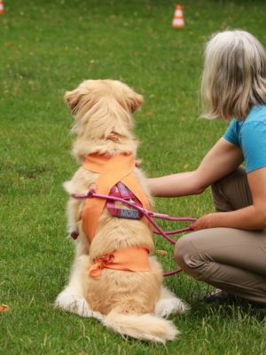 Tellington Körperband für Körperbewußtsein