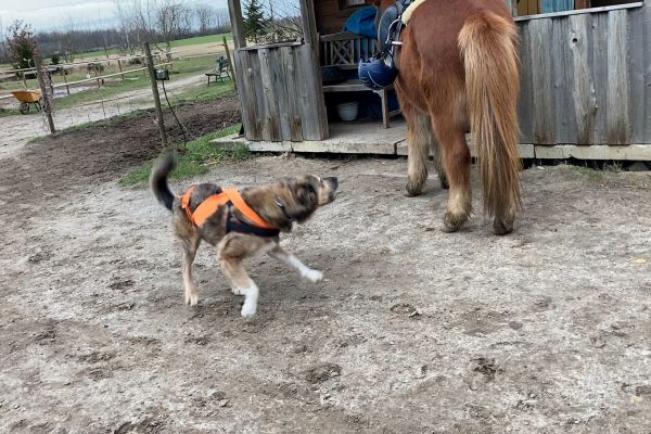 Verhaltenstherapie Therapieplan Alternativverhalten