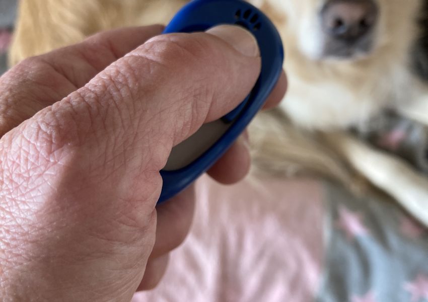 Clickertraining positiv verstärktes Training Berlin