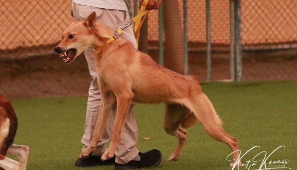 Verhaltenstherapie Hund Berlin