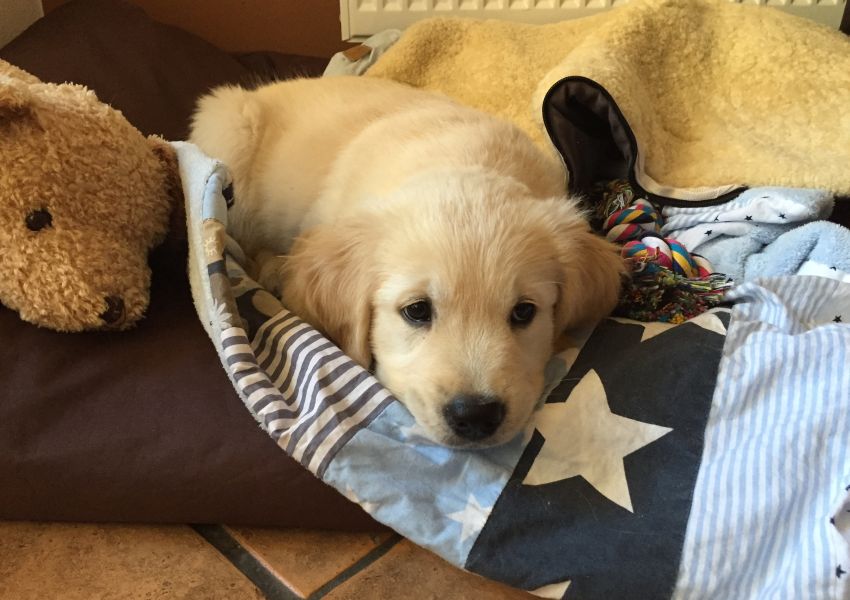 Welpenberatung Hund Katze